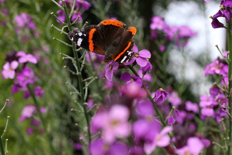 Nature spring insect
