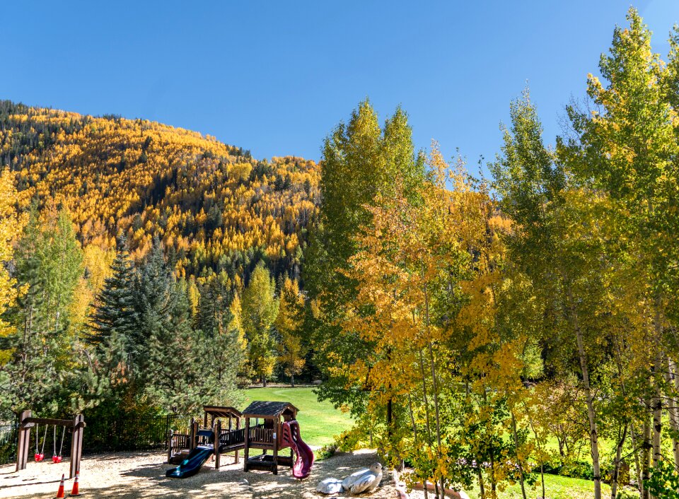 Colorado foliage nature