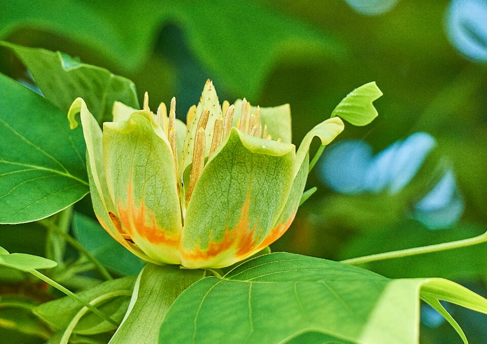Magnoliaceae tree nature