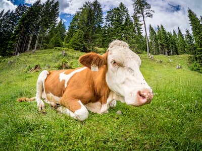 Cows livestock alm