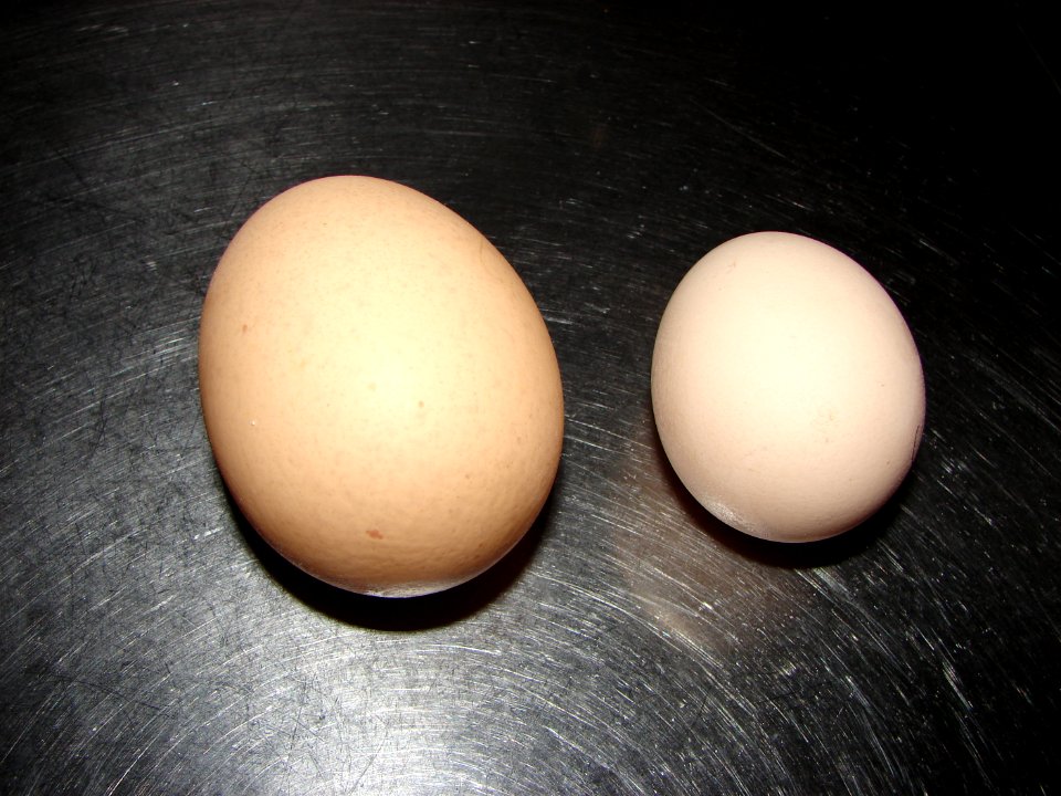 2_oeufs_de_2_poules_de_meme_taille_et_gabari_(vue_sur_cote)