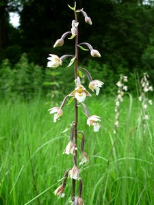 Sources-moor marsh plant summer