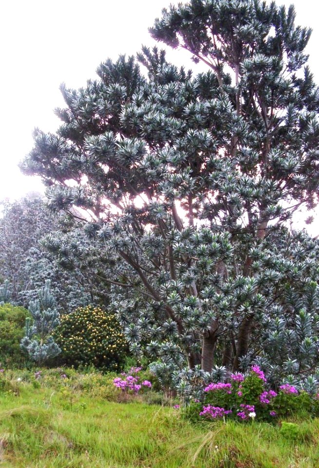 2_Large_Silvertree_-_Leucadendron_argenteum_-_CT