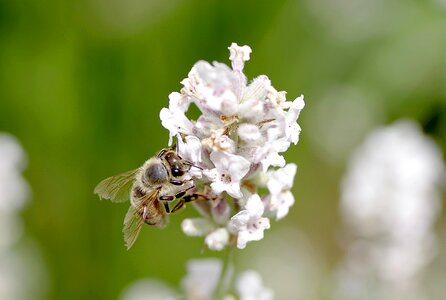 Nectar insect honey photo