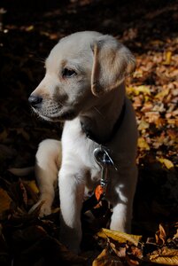 Labrador retriever puppy brown puppy photo