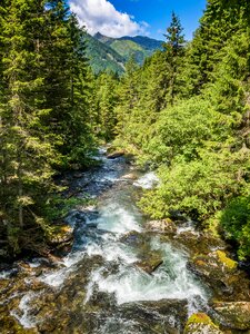 Water forest white water