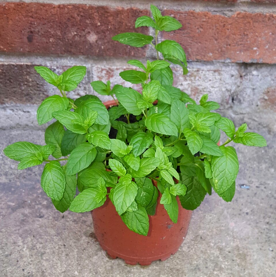 Organic menthol grow