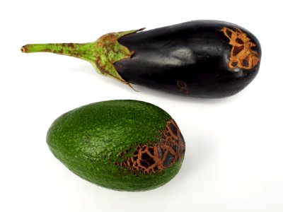 2_x_Fruit_scab_-_Avocado_-_Eggplant_-_2017_B