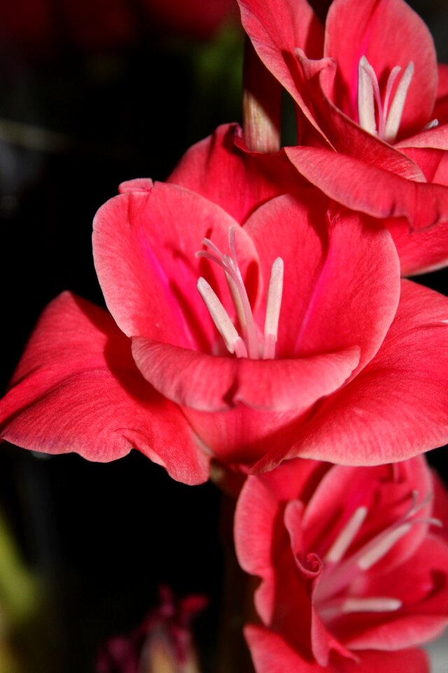 Spring summer blossom
