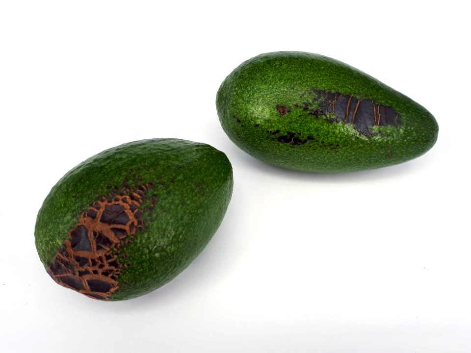 2_x_Avocado_scab_2017_A2