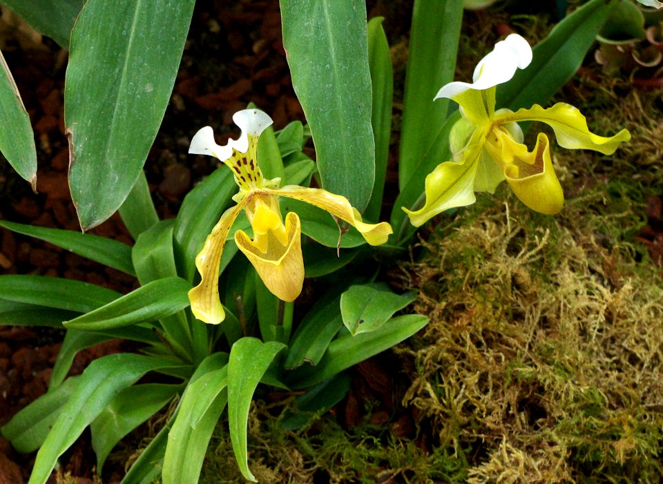 2_orchidées