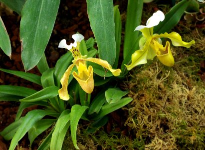 2_orchidées