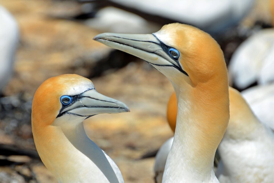 Nature close up birds