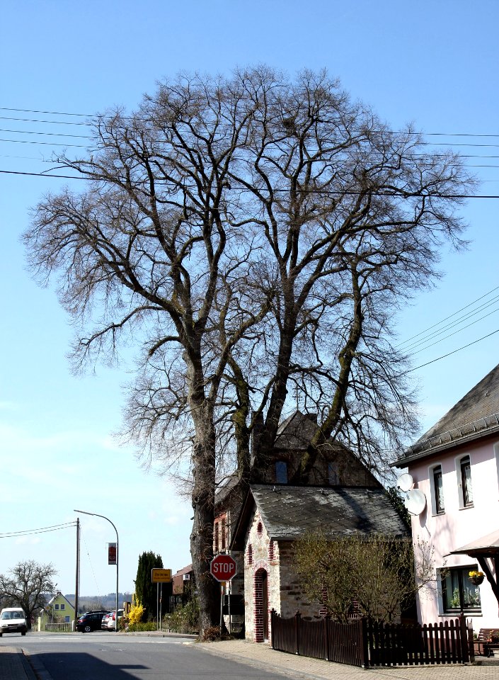2_lime_trees_natural_monument_Wittgert_Germany