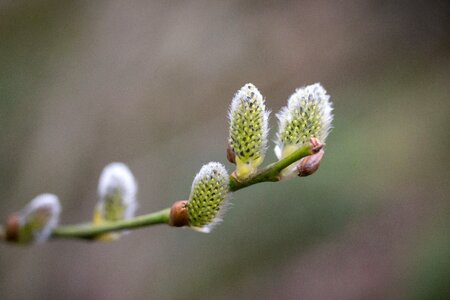 Fluff spring bud