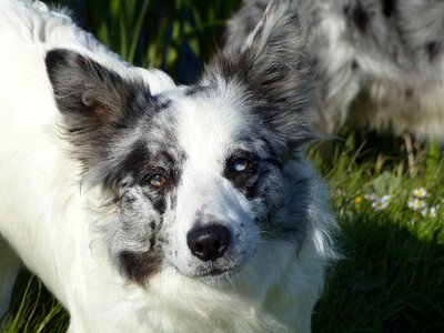 Animals border-collie collie