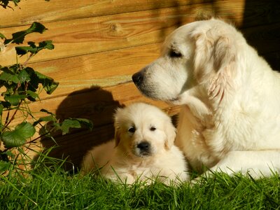 Animal domestic animal cute