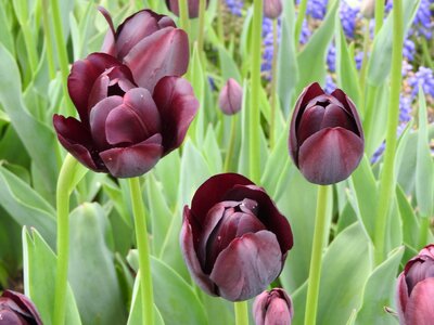 Nature floral summer