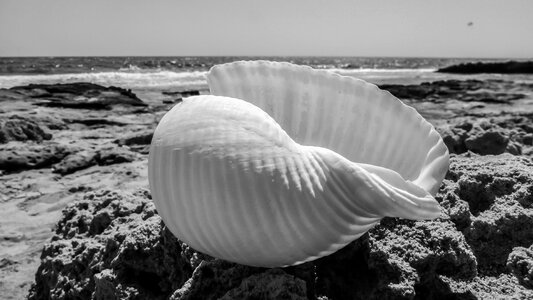 Sea nature summer
