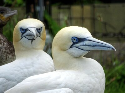Bird white animal world