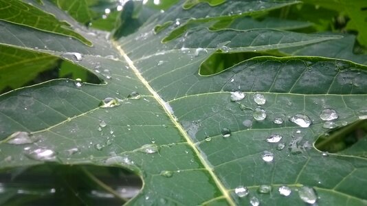 Papaya leaf morning green morning