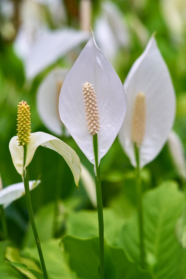 Nature beautiful background