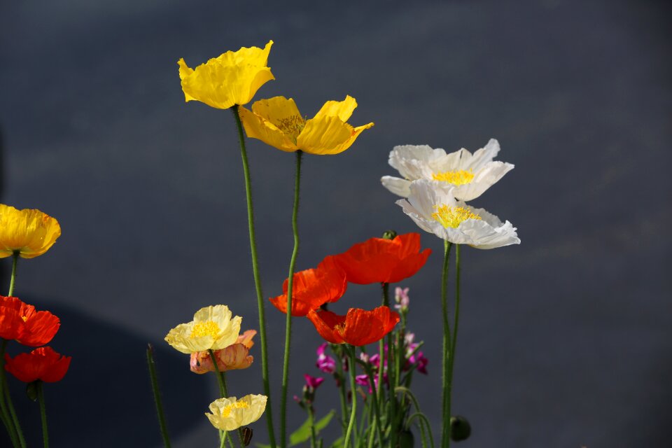 Color street photography poppies