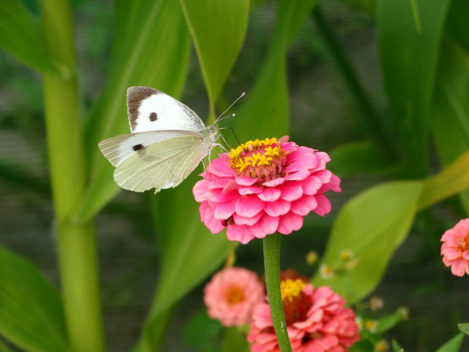 Pink white green butterfly