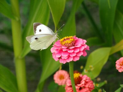 Pink white green butterfly photo