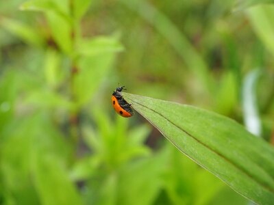 Elytron siebenpunkt ladybird siebenpunkt