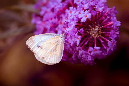 White white butterfly lilac photo