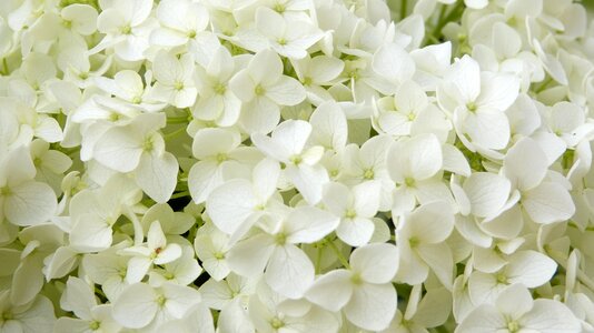 Hydrangea annabelle ornamental shrub