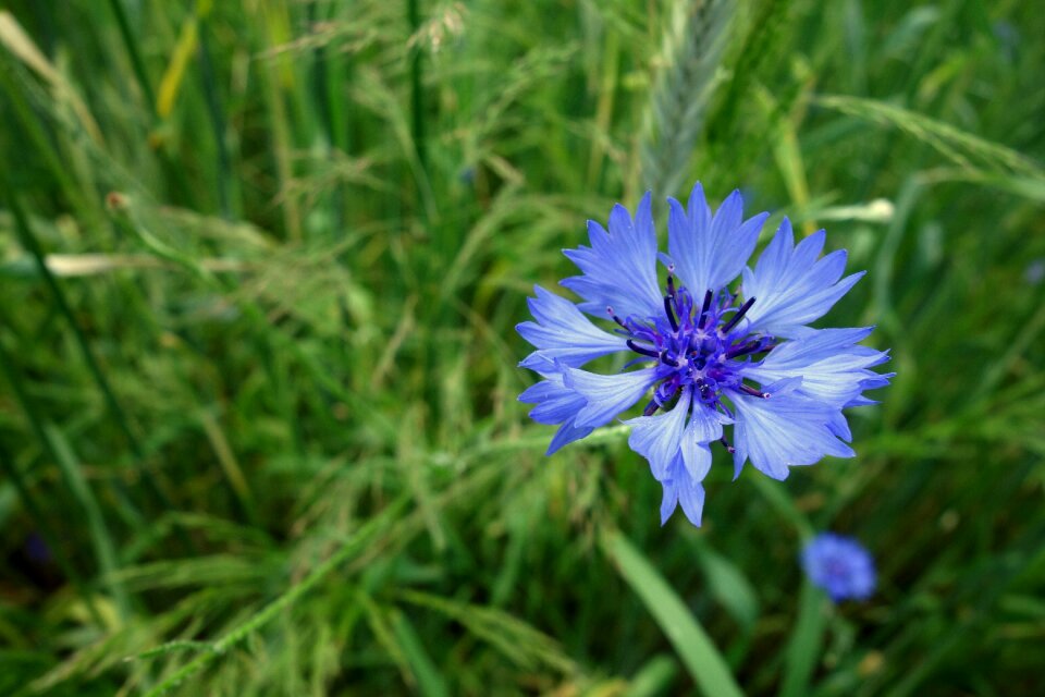Corn nature flowers