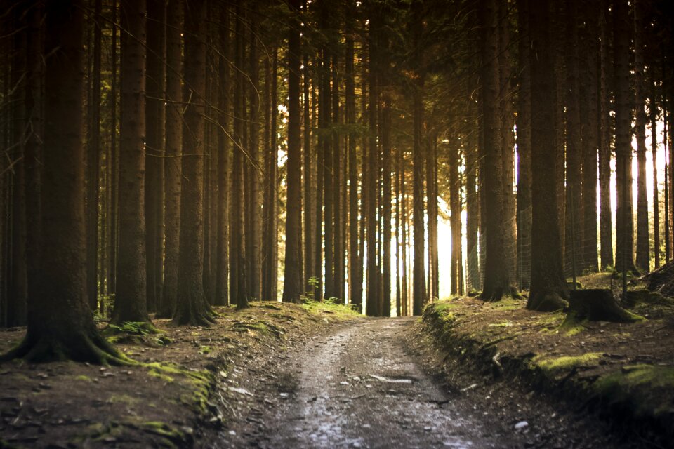 Nature path pathway photo