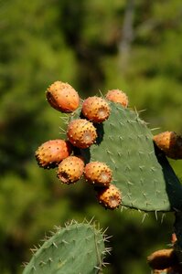 Plant nature opuntia photo