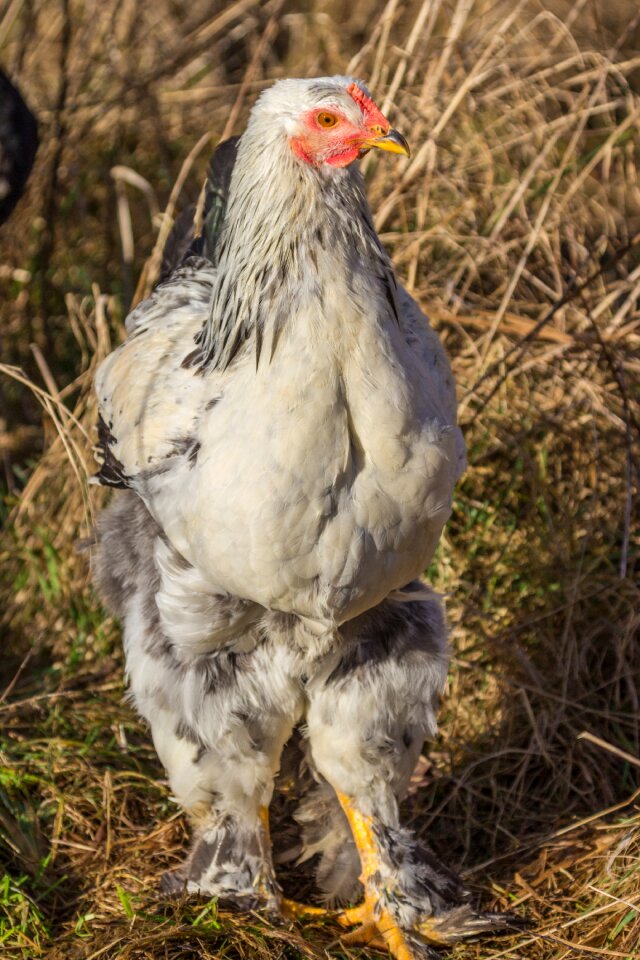 Agriculture bill poultry