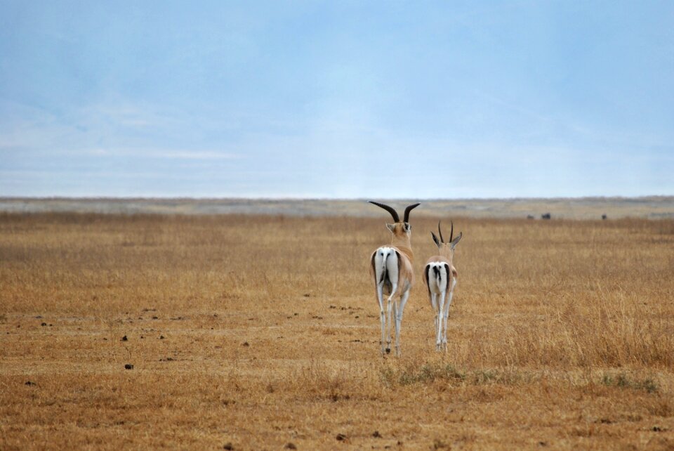 Serengeti safari national park