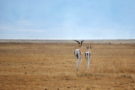 Serengeti safari national park