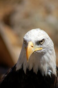 Beak eagle brown eagle photo