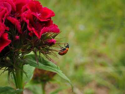 Elytron siebenpunkt ladybird siebenpunkt