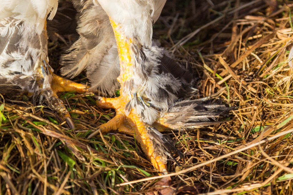 Chicken breed chicken bird