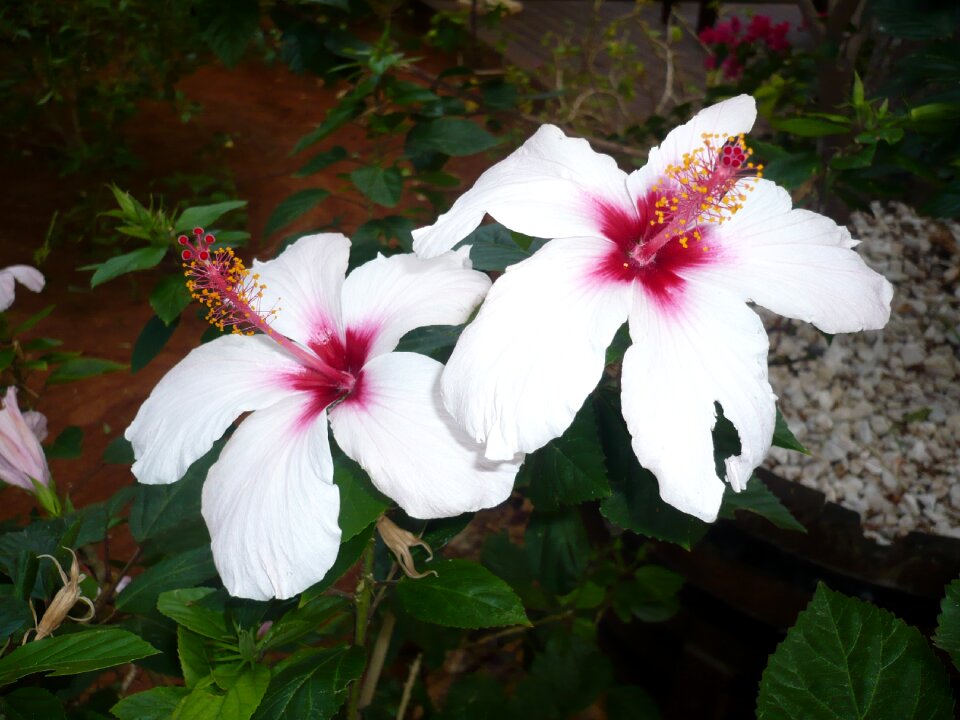 Bloom flower macro