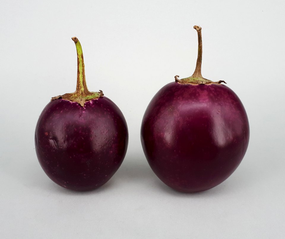 2_x_Ratna_eggplant_2017_A1