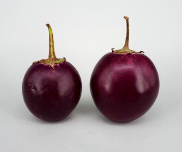2_x_Ratna_eggplant_2017_A1