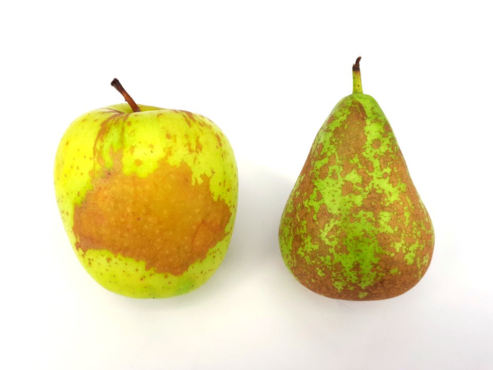 2_x_Russetted_fruit_-_Apple_-_Pear_-_2017_A1
