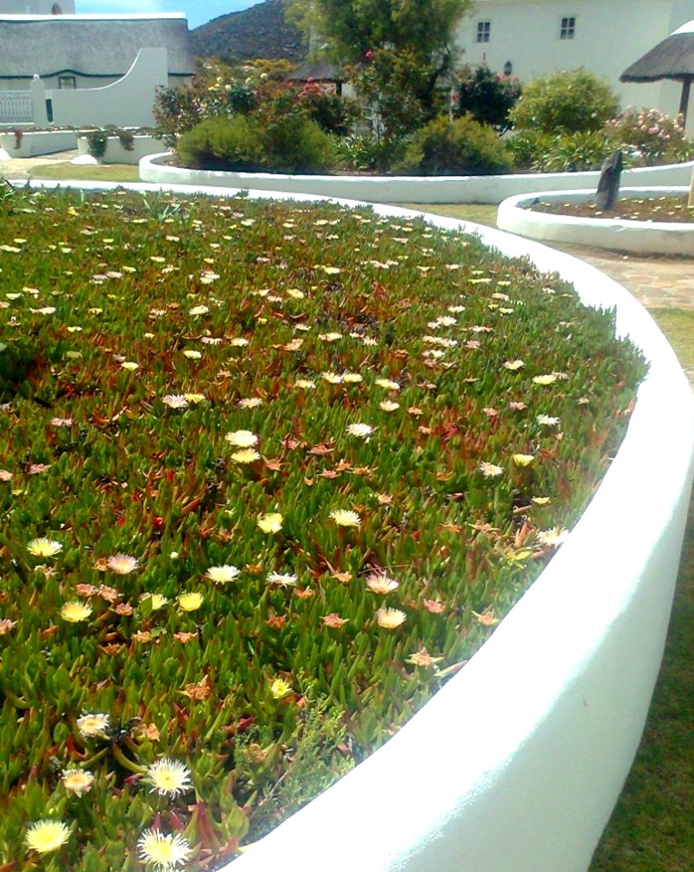 2_Carpobrotus_edulis_Karoo