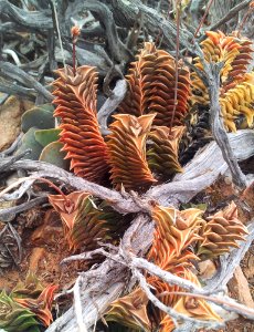 2_Haworthia_viscosa_-_western_cape_South_Africa