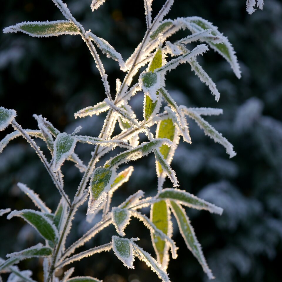 Plant frost hardest