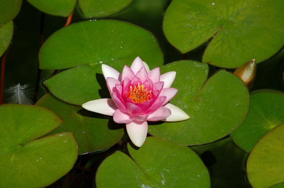 Flower green waterlilly