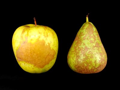 2_x_Russetted_fruit_-_Apple_-_Pear_-_2017_A2